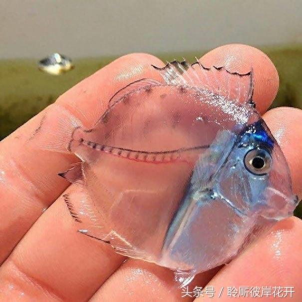 这些鱼居然都是透明的