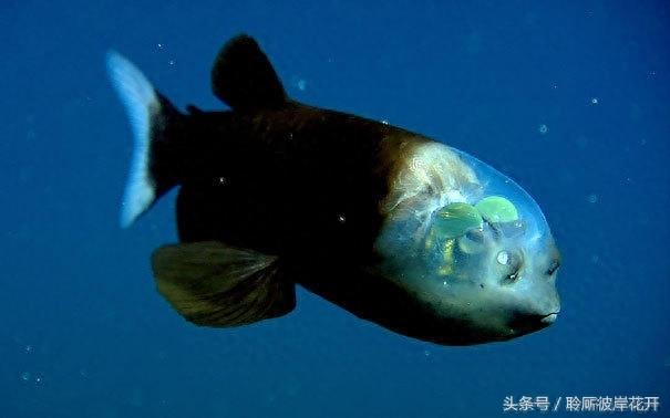 这些鱼居然都是透明的