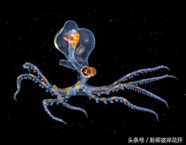 这些鱼居然都是透明的