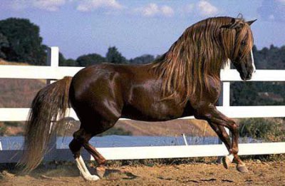 ​安达卢西亚马是世界上最古老的马