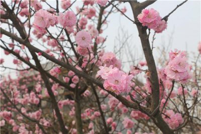 ​走进江北第一梅园--十梅庵风景区