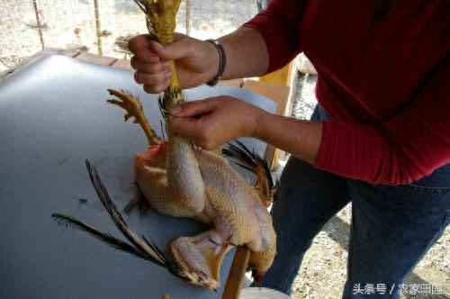 国外女人杀鸡方式实在简单粗暴，不过手法很好！