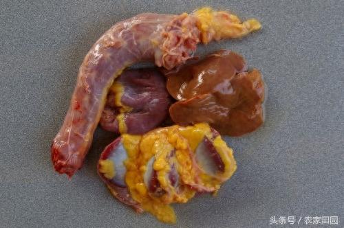 国外女人杀鸡方式实在简单粗暴，不过手法很好！