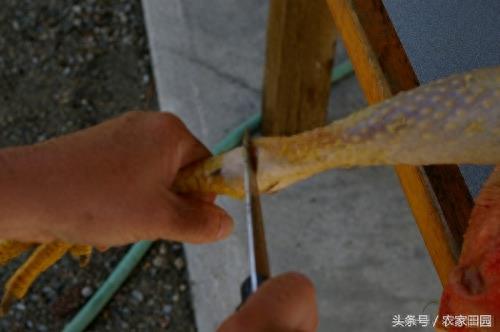 国外女人杀鸡方式实在简单粗暴，不过手法很好！