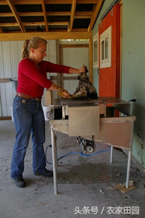 国外女人杀鸡方式实在简单粗暴，不过手法很好！