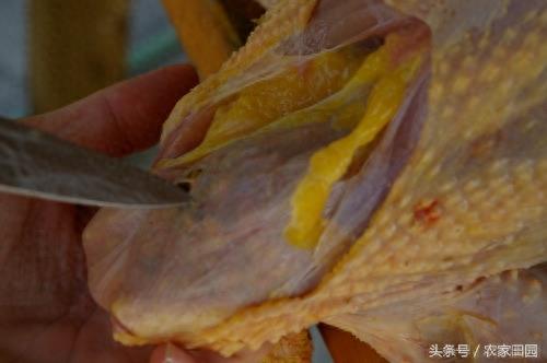 国外女人杀鸡方式实在简单粗暴，不过手法很好！