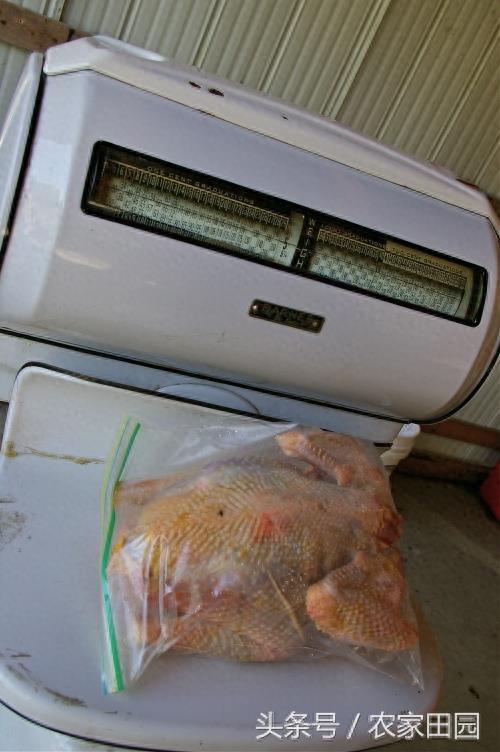 国外女人杀鸡方式实在简单粗暴，不过手法很好！