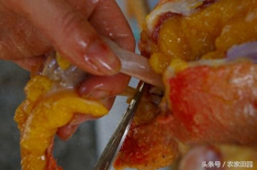 国外女人杀鸡方式实在简单粗暴，不过手法很好！