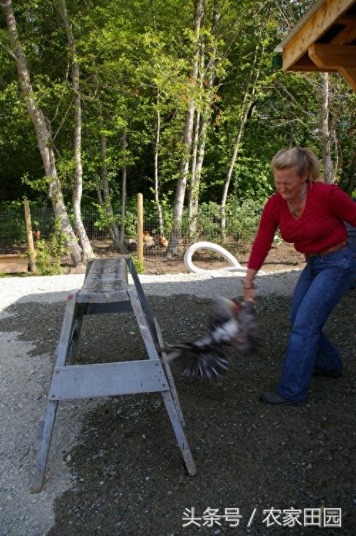 国外女人杀鸡方式实在简单粗暴，不过手法很好！