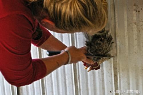 国外女人杀鸡方式实在简单粗暴，不过手法很好！