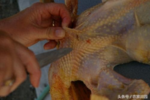 国外女人杀鸡方式实在简单粗暴，不过手法很好！
