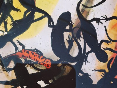 ​蝾螈当宠物  老板说没毒专家说有毒