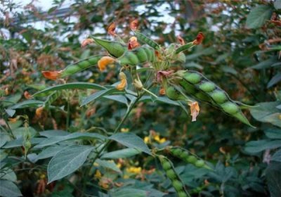 ​木豆是什么？木豆种植及抚育管理，你知道多少？