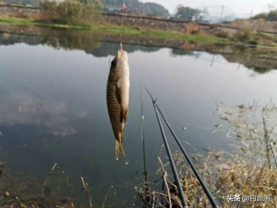 ​野钓如何调漂最灵敏：信号多只是“假灵敏”，命中率才是王道