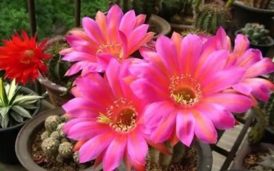 ​养花总共分“5步”，都做对，是养花高手，做错一步，能把花养死