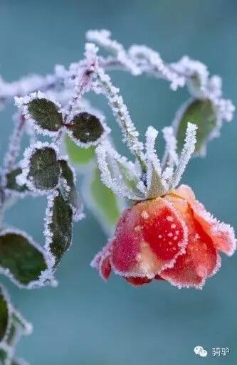 第一次拍雪后玫瑰,惊艳到窒息!