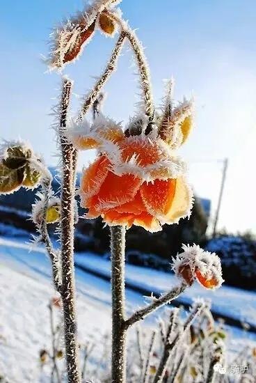 第一次拍雪后玫瑰,惊艳到窒息!