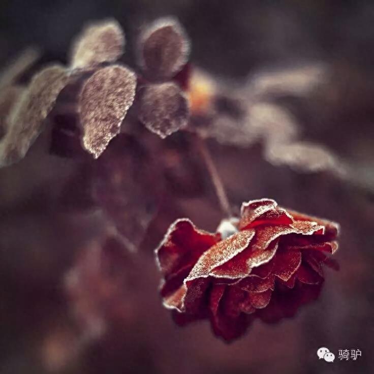 第一次拍雪后玫瑰,惊艳到窒息!