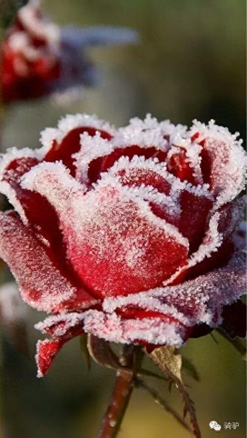 第一次拍雪后玫瑰,惊艳到窒息!