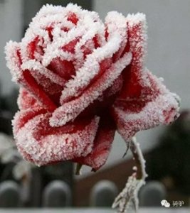 ​第一次拍雪后玫瑰，惊艳到窒息！