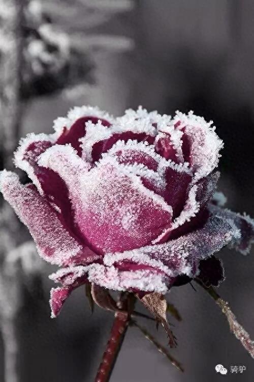 第一次拍雪后玫瑰,惊艳到窒息!
