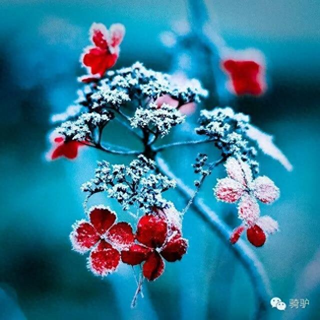 第一次拍雪后玫瑰,惊艳到窒息!