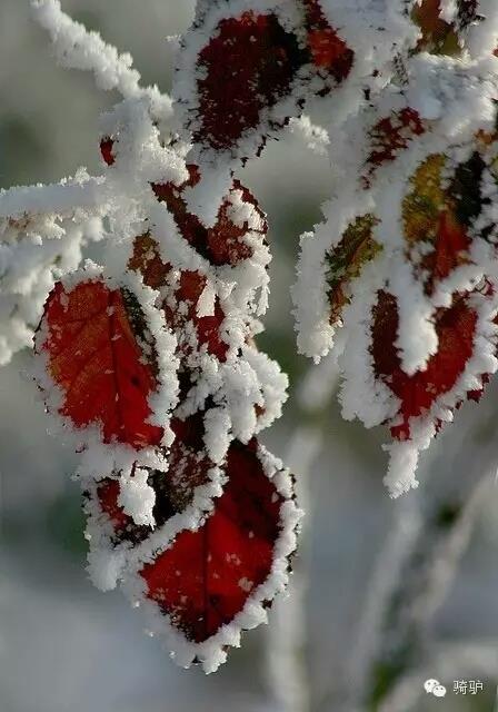 第一次拍雪后玫瑰,惊艳到窒息!