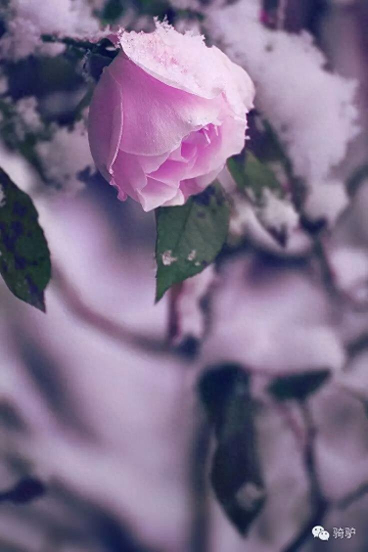 第一次拍雪后玫瑰,惊艳到窒息!