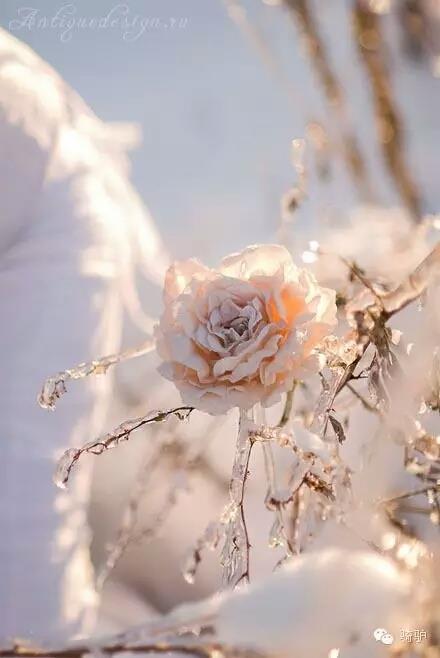 第一次拍雪后玫瑰,惊艳到窒息!
