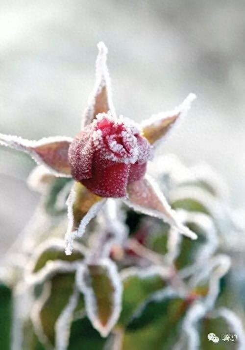 第一次拍雪后玫瑰,惊艳到窒息!
