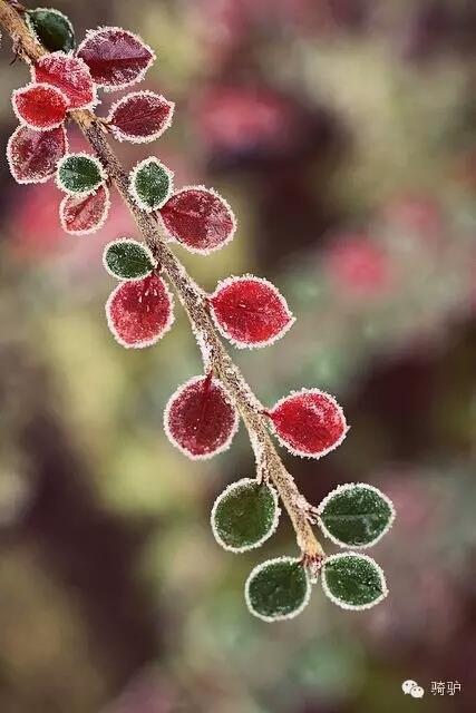 第一次拍雪后玫瑰,惊艳到窒息!