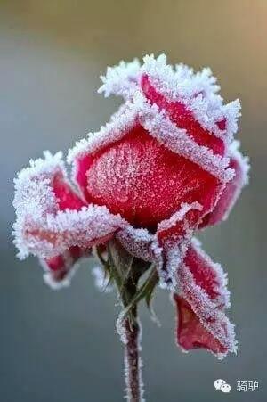 第一次拍雪后玫瑰,惊艳到窒息!