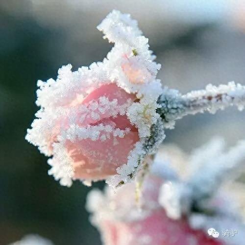 第一次拍雪后玫瑰,惊艳到窒息!