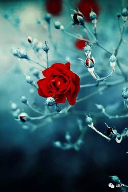 第一次拍雪后玫瑰,惊艳到窒息!