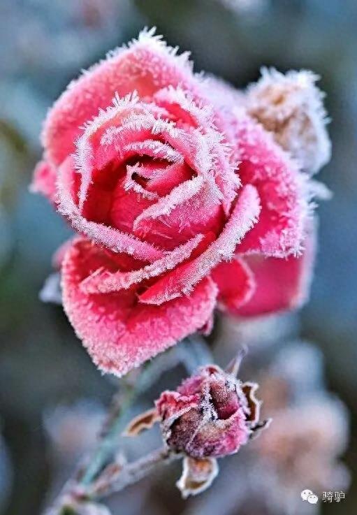 第一次拍雪后玫瑰,惊艳到窒息!