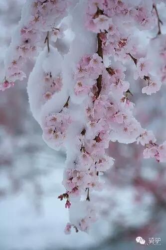 第一次拍雪后玫瑰,惊艳到窒息!