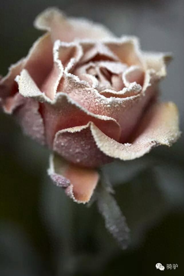 第一次拍雪后玫瑰,惊艳到窒息!