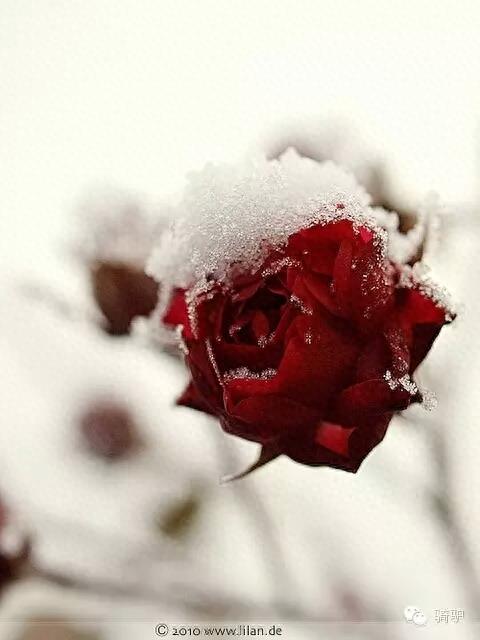 第一次拍雪后玫瑰,惊艳到窒息!