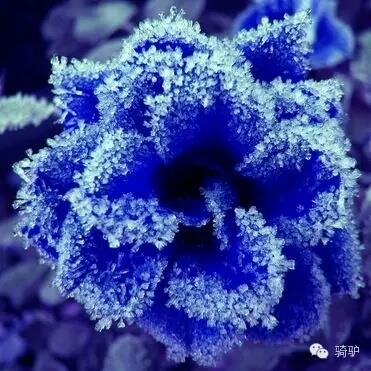 第一次拍雪后玫瑰,惊艳到窒息!