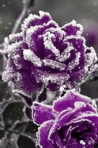 第一次拍雪后玫瑰,惊艳到窒息!