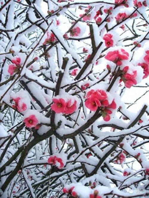 第一次拍雪后玫瑰,惊艳到窒息!