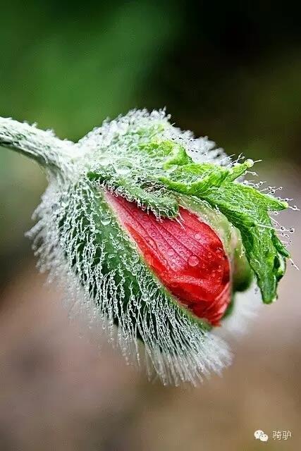 第一次拍雪后玫瑰,惊艳到窒息!