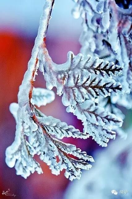 第一次拍雪后玫瑰,惊艳到窒息!