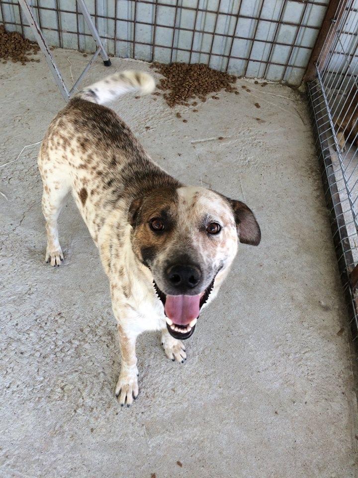 心碎！下一批安乐死名单上的哈士奇，对人类露出笑容