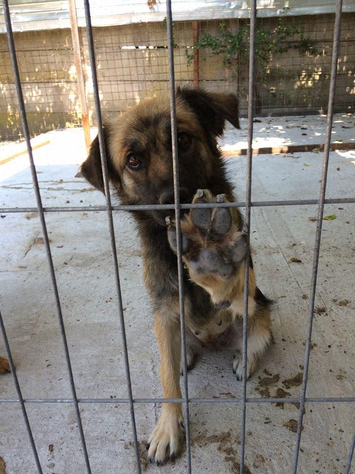 心碎！下一批安乐死名单上的哈士奇，对人类露出笑容