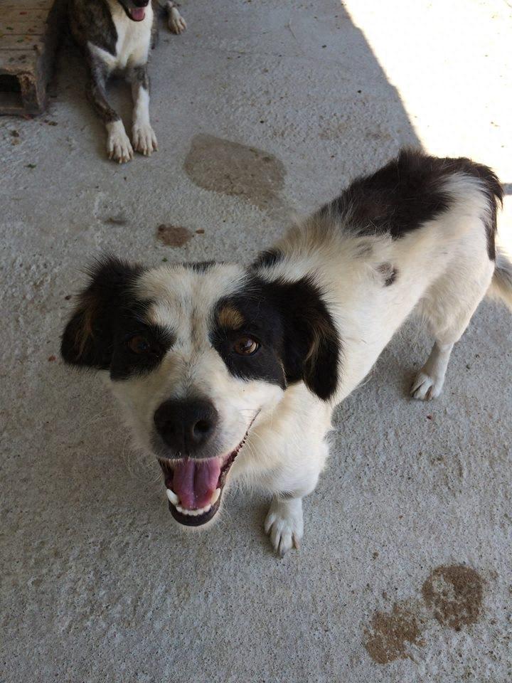 心碎！下一批安乐死名单上的哈士奇，对人类露出笑容