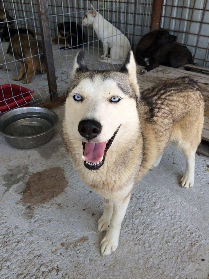 心碎！下一批安乐死名单上的哈士奇，对人类露出笑容