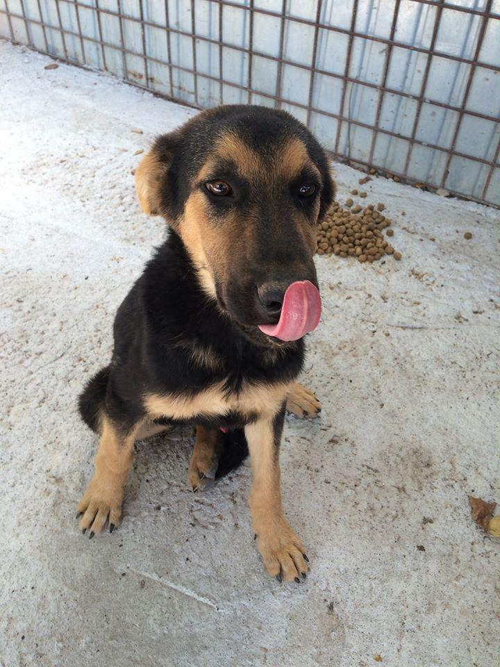 心碎！下一批安乐死名单上的哈士奇，对人类露出笑容