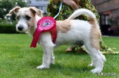 ​杰克罗素梗、柯基越来越火，拉布拉多的最受欢迎称号还能保持多久