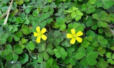 ​容易读错名字的地被植物——酢浆草